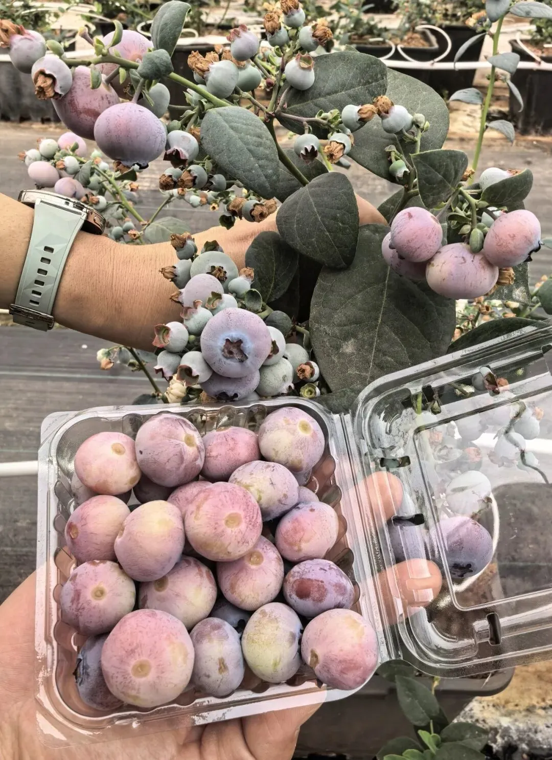 图为真实的“粉色蓝莓”(品种:“粉黛”)。大连大学蓝莓生物育种技术团队供图。