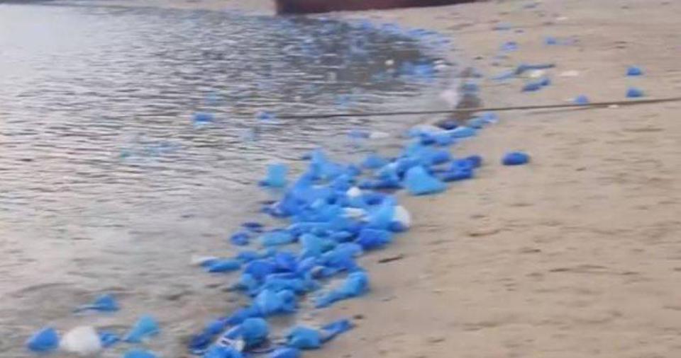隨著大量人潮湧入平潭觀賞「藍眼淚」,當地海岸線出現大量被丟棄的一次性藍色塑膠鞋套。(圖/翻攝自極目新聞)