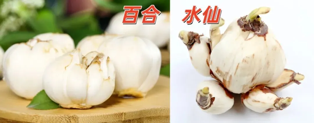百合与水仙的对比